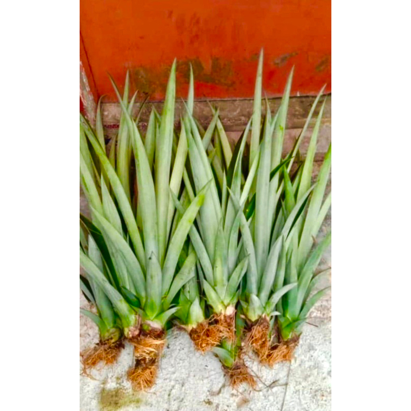 SULUR NENAS MD2 SEGAR DARI LADANG FREE GIFT BAJA ORGANIK | Shopee Malaysia