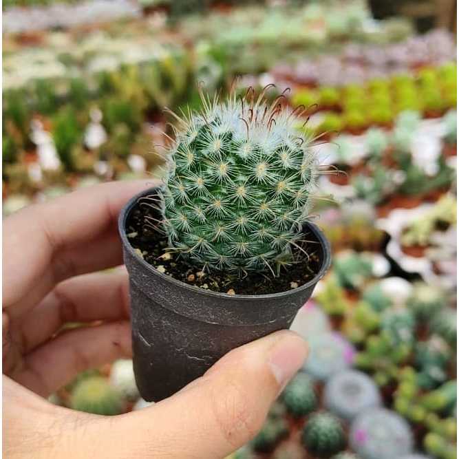 MOVEE-Real Live Cactus Kaktus 55mm Pot  | Shopee Malaysia