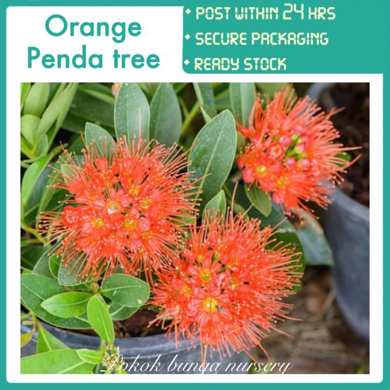 PBN - orange penda tree - xanthostemon chrysanthus Oren water banyan ...