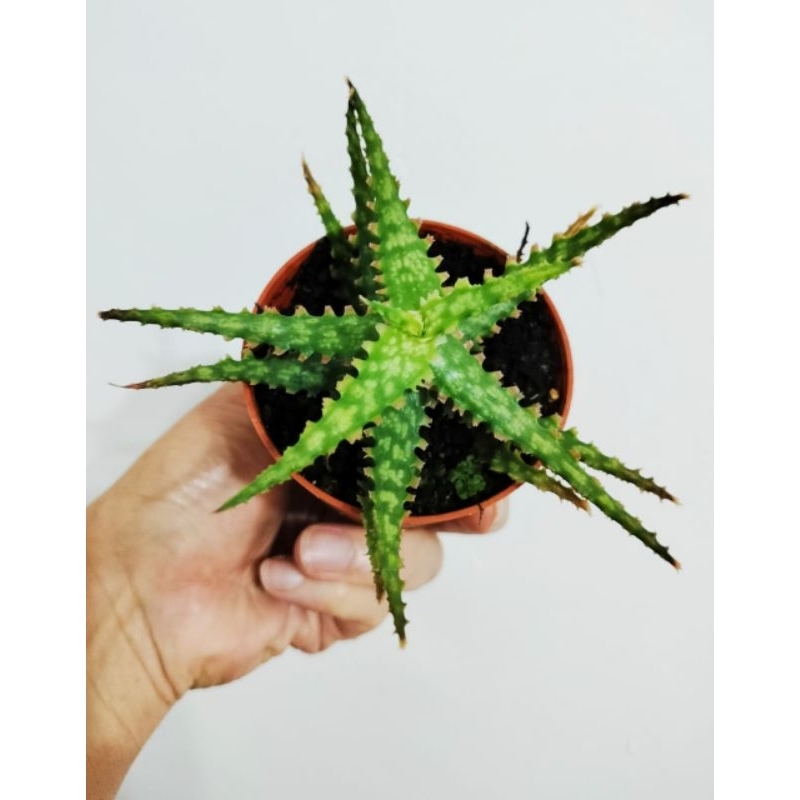 WAF rare succulent Aloe Red Claw  dragon with 85mm pot direct from  Cameron Highlands | Shopee Malaysia