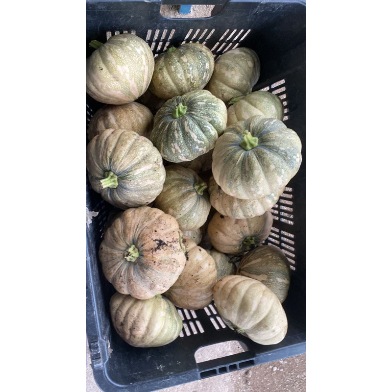 100g Labu MONSTER 832 F1 Biji Benih Labu Madu Manis Cap Panah Merah ...