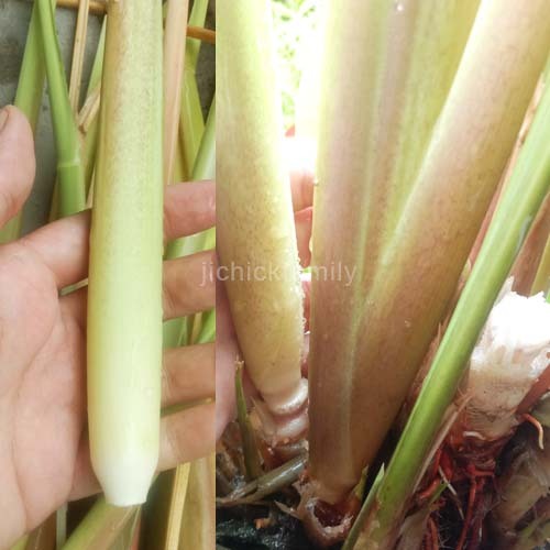 24 Anak pokok/Seedling/苗 Zizania Latifolia/ Manchurian Wild Rice/ Padi