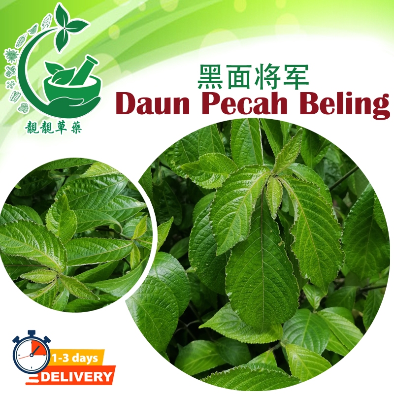 黑面将军叶 100pcs Daun Segar Pecah Beling Bayam Karang Keji Beling Jin Batu ...