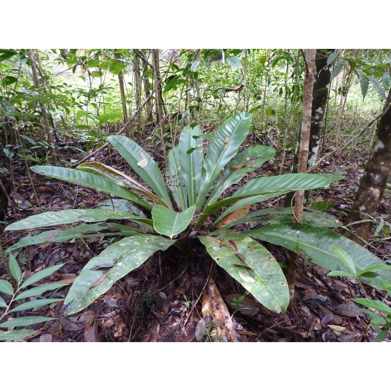 philodendron princess tricolor Philodendron White Knight Tricolor Variegated 4” Exact Plant – Rare Foliage  Plant Co