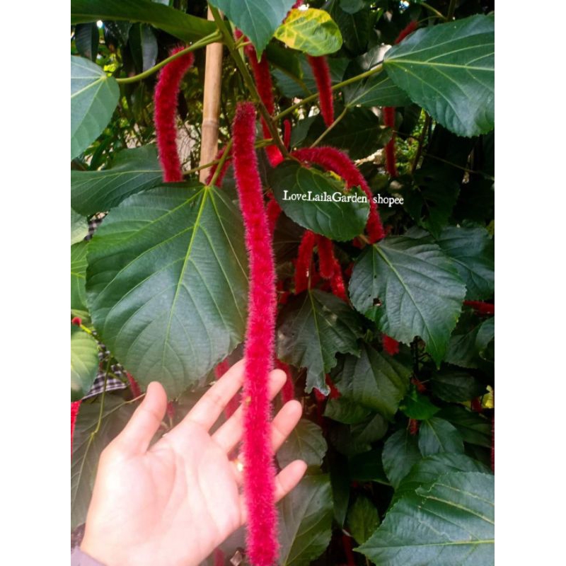 POKOK BUNGA EKOR KUCING• ANAK POKOK DALAM POLYBAG• | Shopee Malaysia