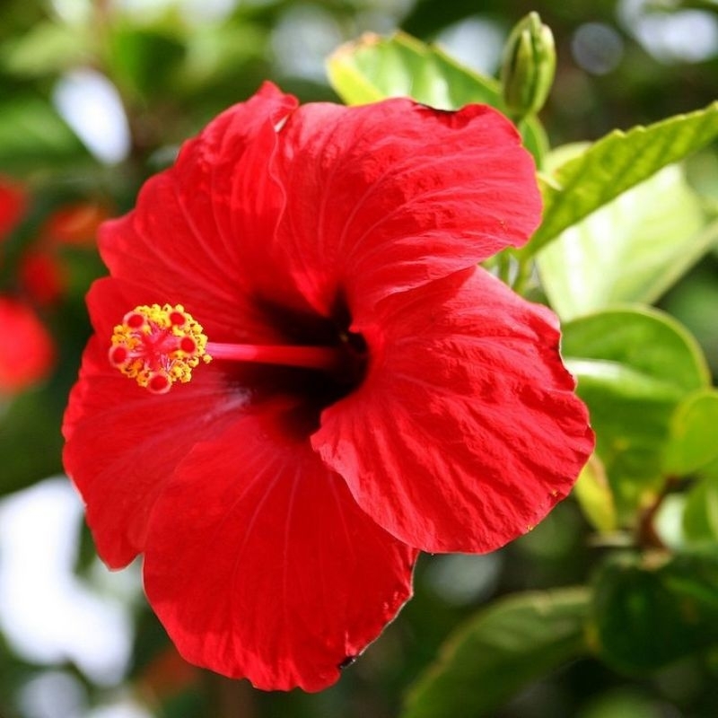 01.01🔥BELI 1 HANYA RM8.90 🔥Anak pokok Bunga Raya Hisbiscus Bunga ...