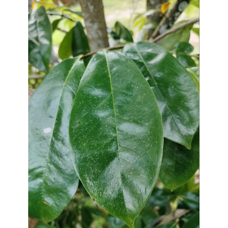 DAUN DURIAN BRLANDA KAMPUNG RAWATAN KENSER SEGAR /FRESH DARI POKOK 50 ...