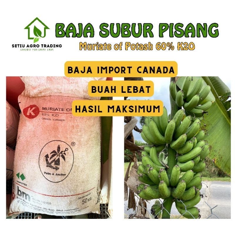 Baja Paksa Buah Pisang Mop 60 Buah Besar Buah Lebat Baja Pokok Pisang Shopee Malaysia