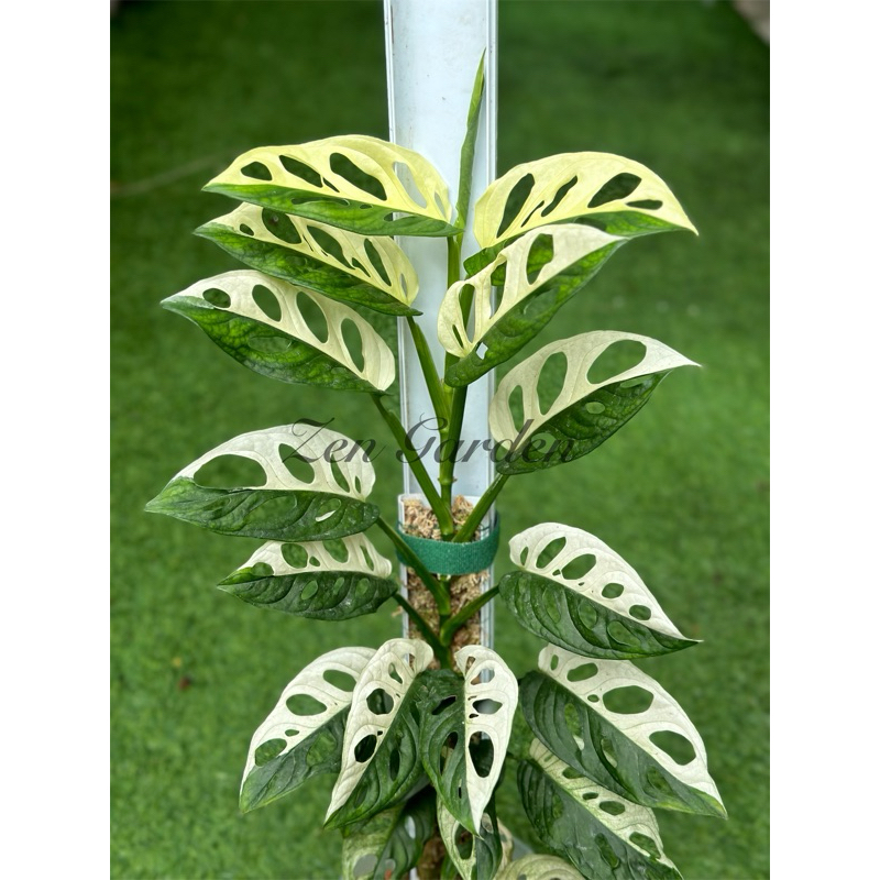 Monstera Adansonii Variegated Albo, Aurea and Archipelago  | Shopee  Malaysia