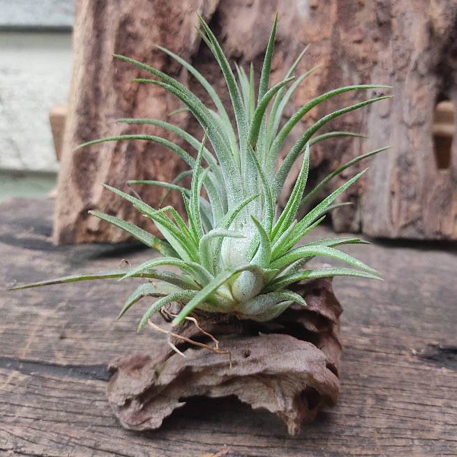 Tillandsia Jonathan Fountain With Wood   Air Plant   空气凤梨 