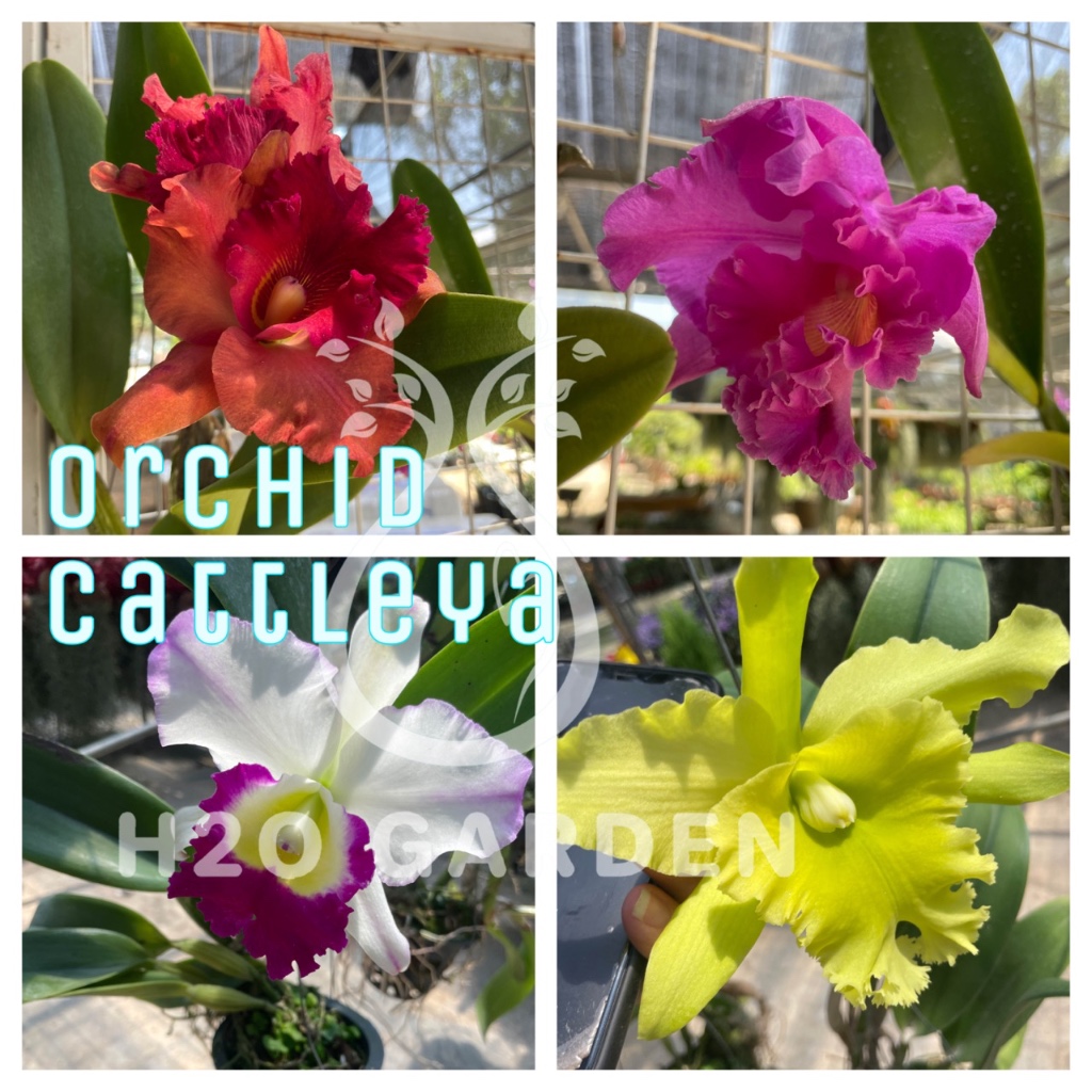 H2O - Orchid Cattleya 卡特兰 Live Plant | Shopee Malaysia