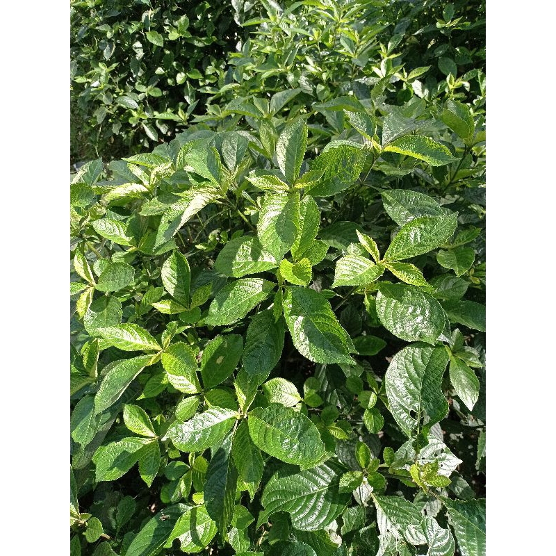 50 helai daun pecah beling/ Batu karang | Shopee Malaysia