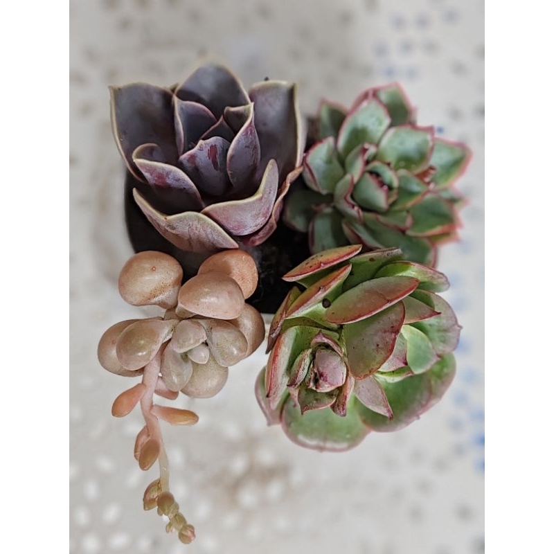 Raya sales combo succulents 4-5cm | Shopee Malaysia