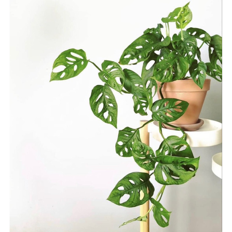 Pokok Monstera Adansoni / Keladi monstera | Shopee Malaysia