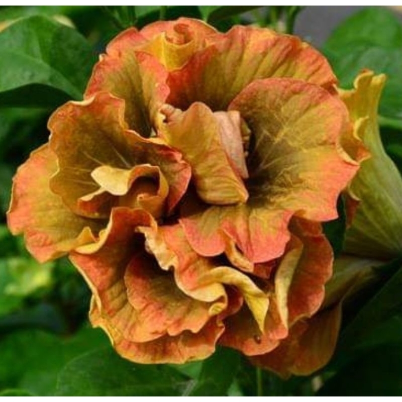 PART 1/6 : Pokok Bunga Raya Hibrid Hybrid / Hibiscus Gator Magic ...