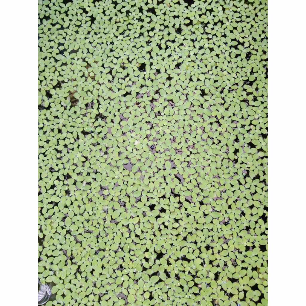 [Ready Stock] Duckweed floating plants (Lemnoideae) - Small aquatic ...