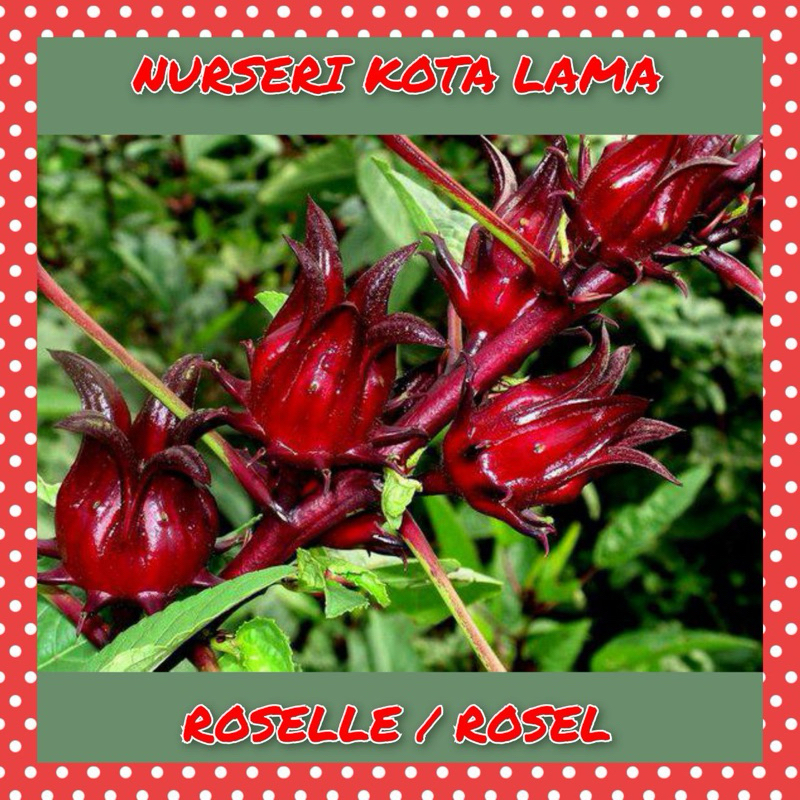 🔥HYBRID🔥 POKOK ROSEL / Roselle Tree / Asam Belanda / Rozel / Asam Paya ...