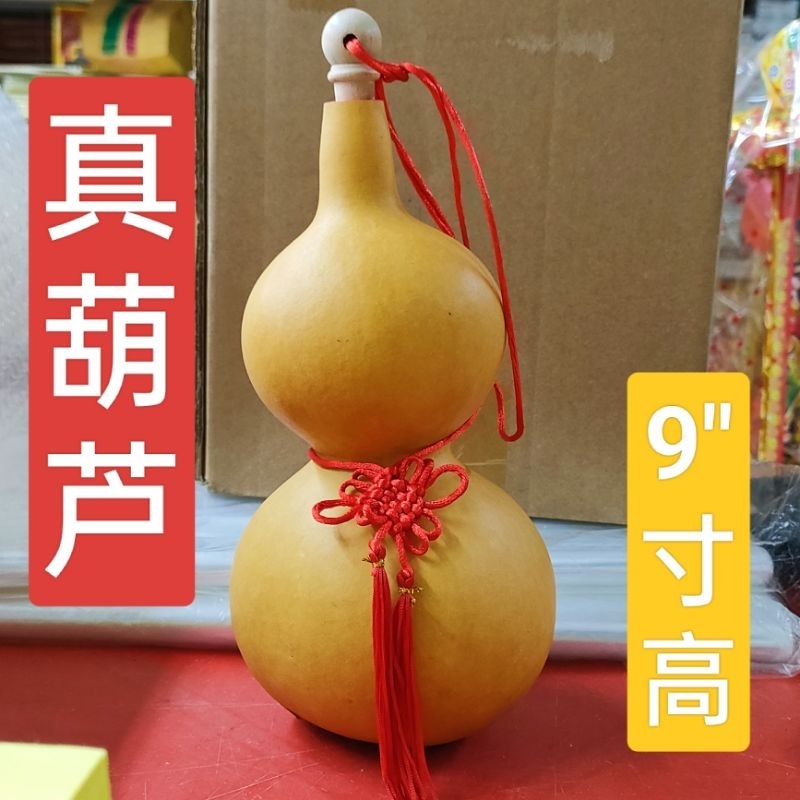 葫芦 大葫芦瓜 真葫芦 Feng Shui Gourd Hulu 风水招财葫芦 9寸高(23cm±) | Shopee Malaysia