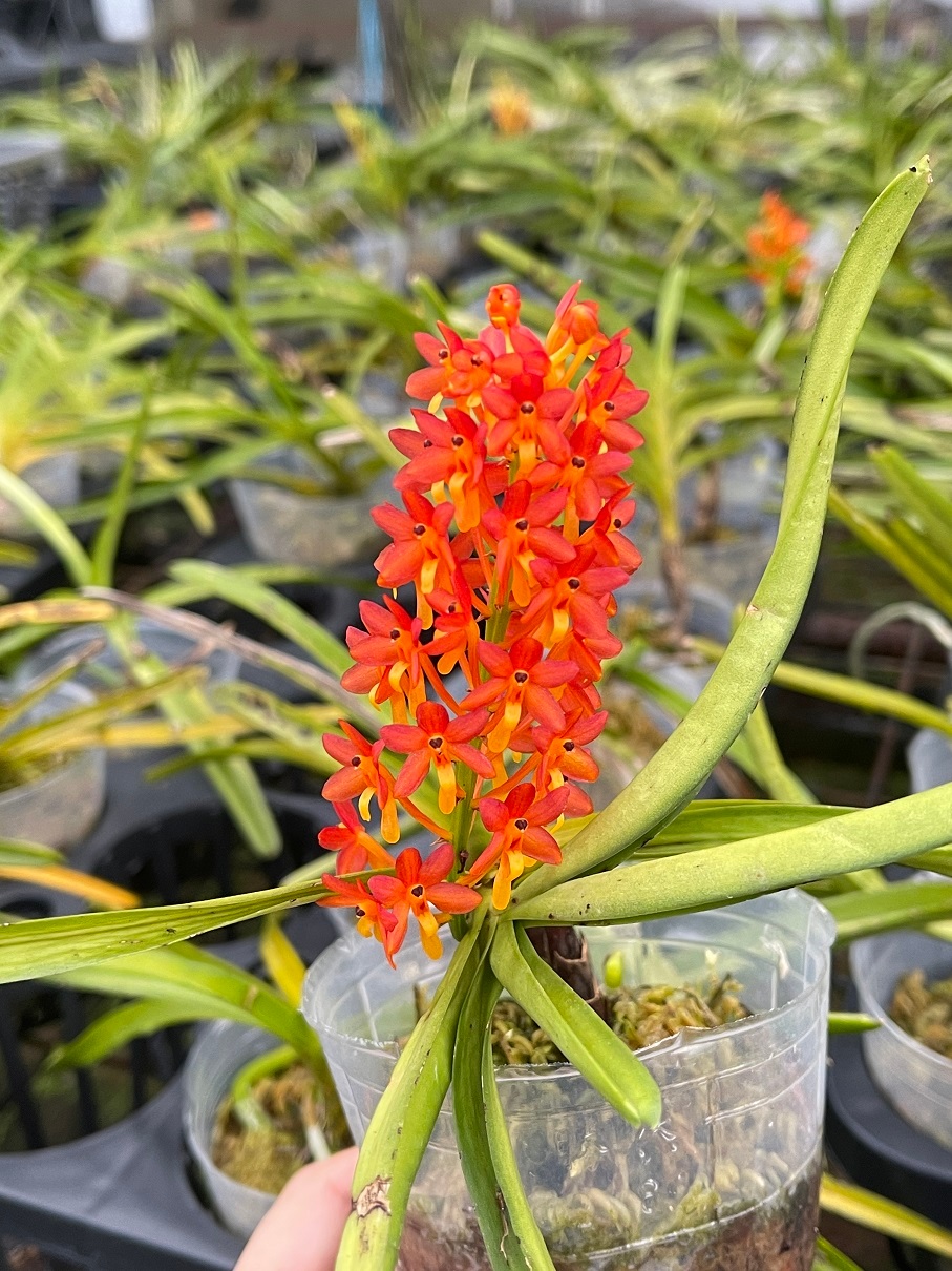 Vanda miniata | Ascocentrum miniatum | Species | Miniature Orchid ...