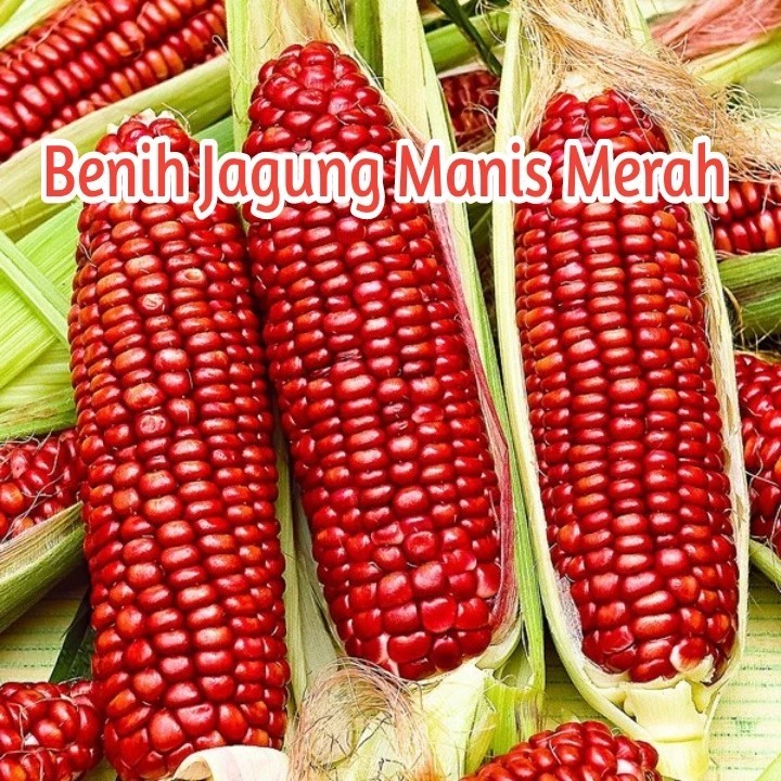 Biji Benih J6 Jagung Merah Red Sweet Corn Seed 红糯甜玉米种子 - 10 seed ...