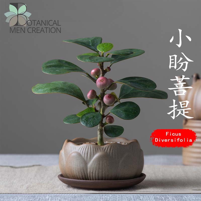 BMC Bonsai Ficus Diversifolia Mistletoe Fig Live Plant Ficus ...