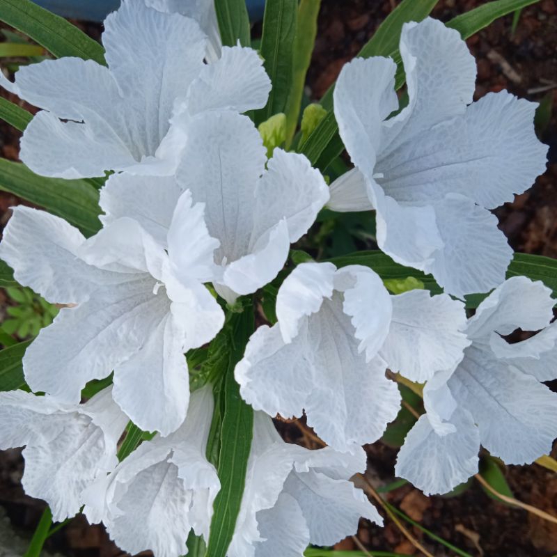 Ruellia brittoniana(dwarf: white flower)live plant | Shopee Malaysia