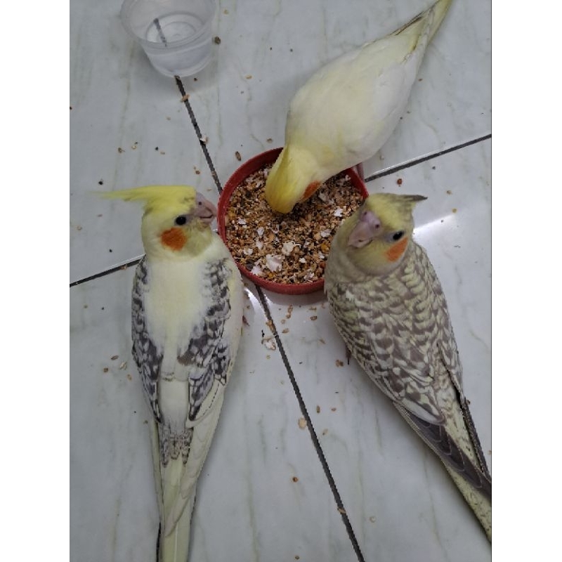 Suitable For Cockatiel & All Small Size Parrot mix seed 21 jenis 1kg ...