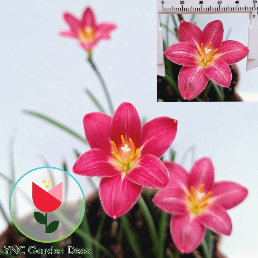 AP Lily TRENDY NICOSIA - Sibullilled