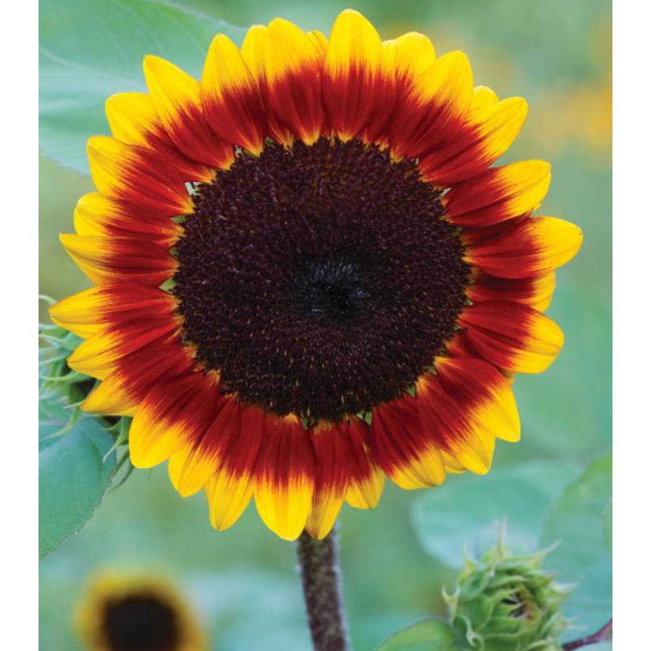Biji Benih Bunga Matahari Sunflower Solar Flare Solar Flash Seed - 10 ...
