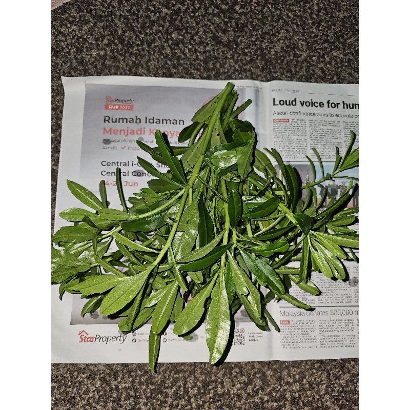 Fresh / Dried Water Leaves Gbure Vegetable Fresh Harvest | Shopee Malaysia
