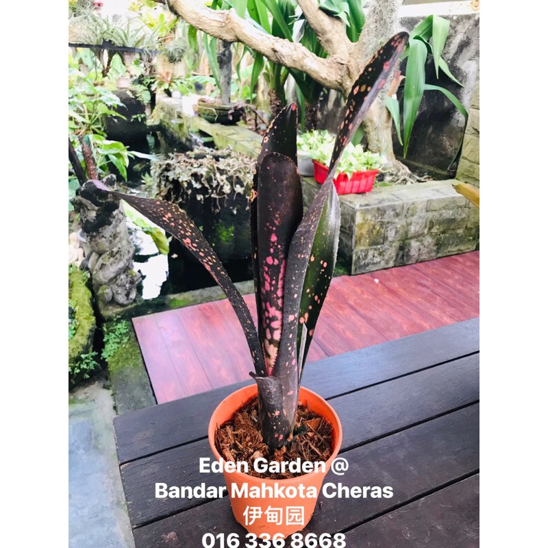 Billbergia 'Incendiary delight' B0189 【公式通販】