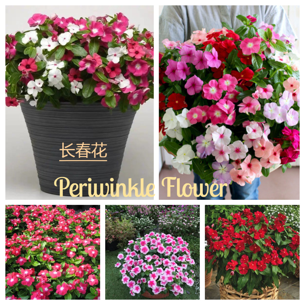 F32 Benih Bunga Periwinkle Campur Warna/Vinca Flower Seeds mix colors ...