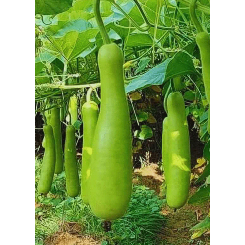 Biji Benih Labu Sayong Hunter F1 Hybrid Bottle Gourd Seed - 5 Seed ...