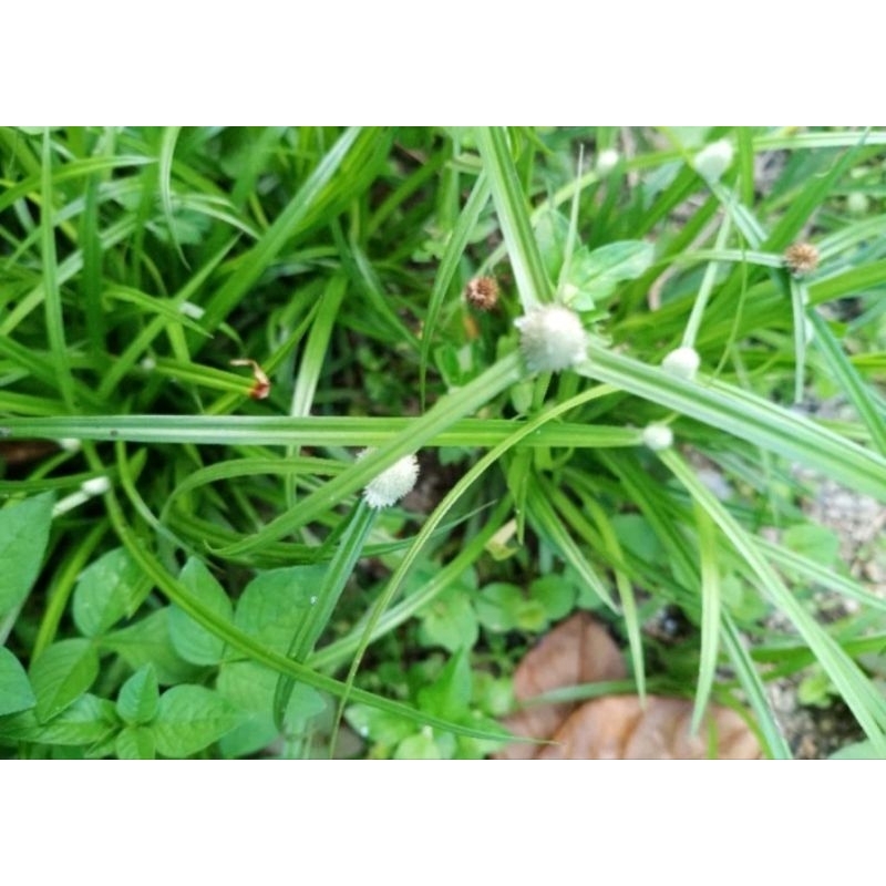 Rumput Helikopter Bunga Putih (5 tangkai) | Shopee Malaysia