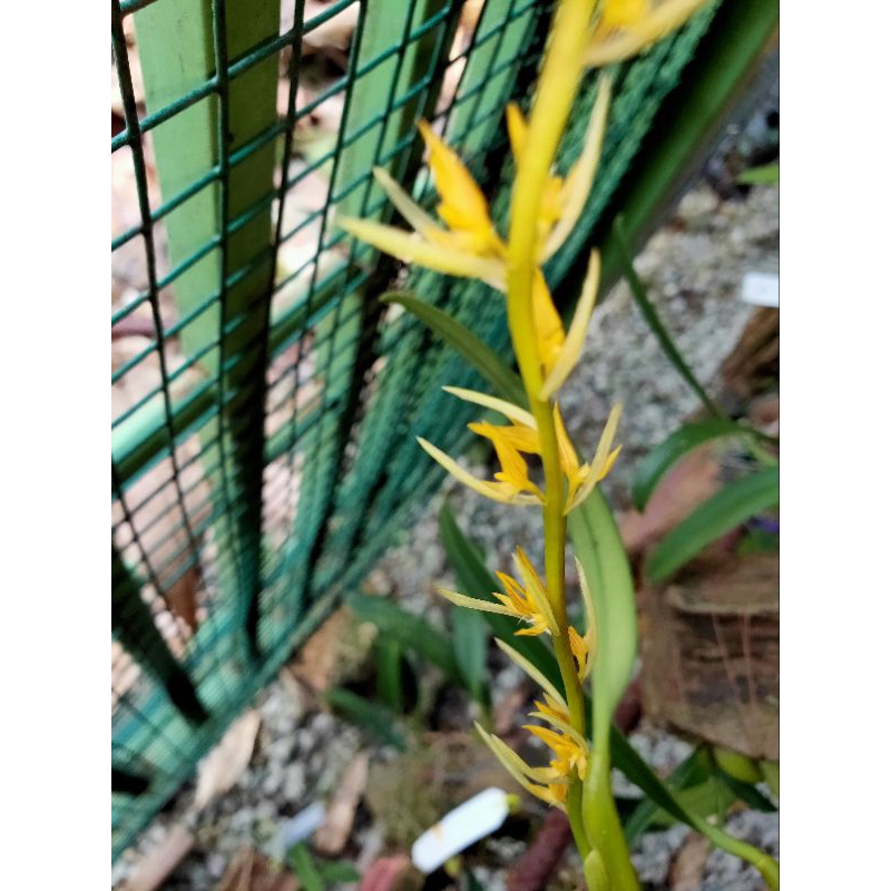 Orkid Bulbophylum rufinum sp.. CUTTING 1daun.. ubi yg unik.. | Shopee ...