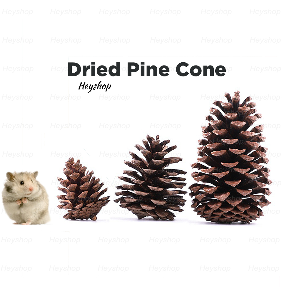 Natural Dried Pine Cone S/M/L Chewing Toy Hamster Rabbit Bird Cage Decoration Molar Play