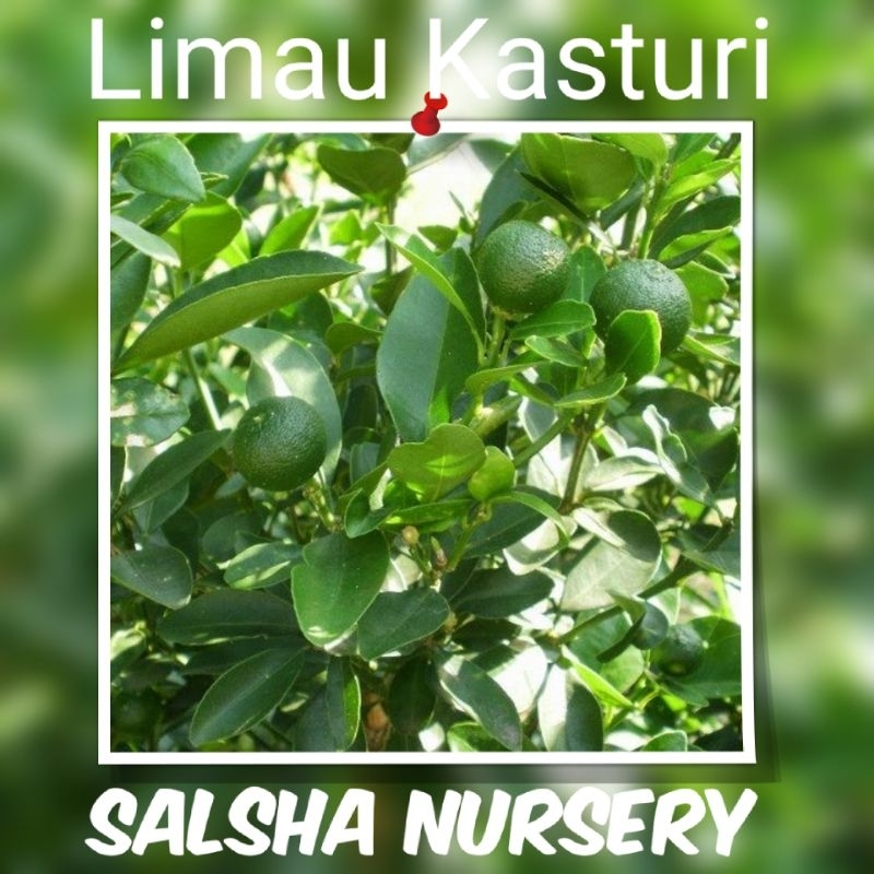 🔥💥 Pokok LIMAU KASTURI | pokok rendah cepat berbuah / pokok herba ...