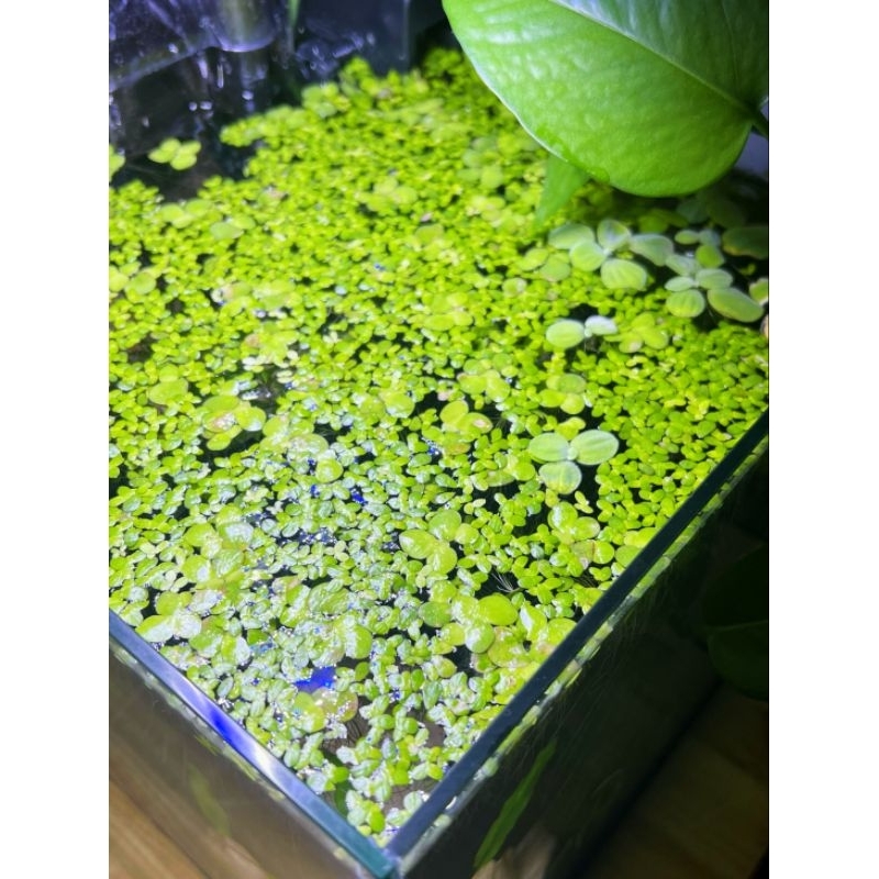 giant duckweed / duckweed / spirodela duckweed / duckweed / floating ...