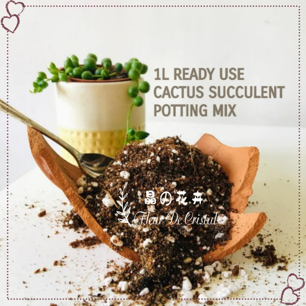 FDC - Ready Use Cactus Succulent Potting Mix Soil Tanah Kaktus 1L ...