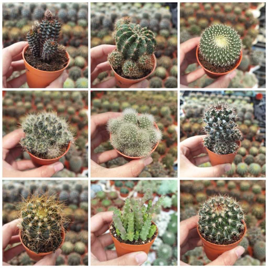 MOVEE-Real Live Cactus Kaktus  55mm pot | Shopee Malaysia