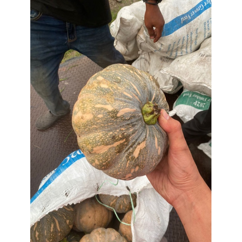 100g Labu MONSTER 832 F1 Biji Benih Labu Madu Manis Cap Panah Merah ...