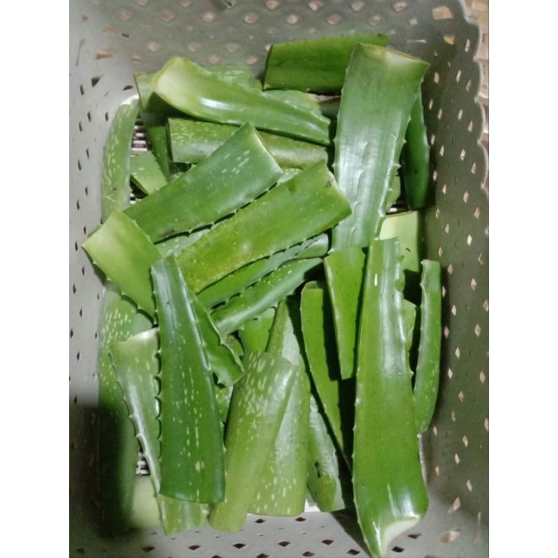 aloi vera plant pokok lidah buaya keratan | Shopee Malaysia