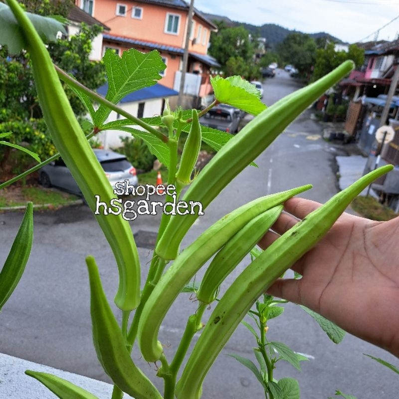 20 biji benih Bendi Stewart's Zeebest • Okra seeds Shopee Malaysia