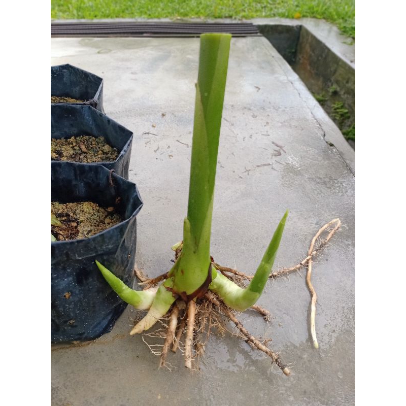 Rizom Pokok Kantan Bunga Pink | Shopee Malaysia