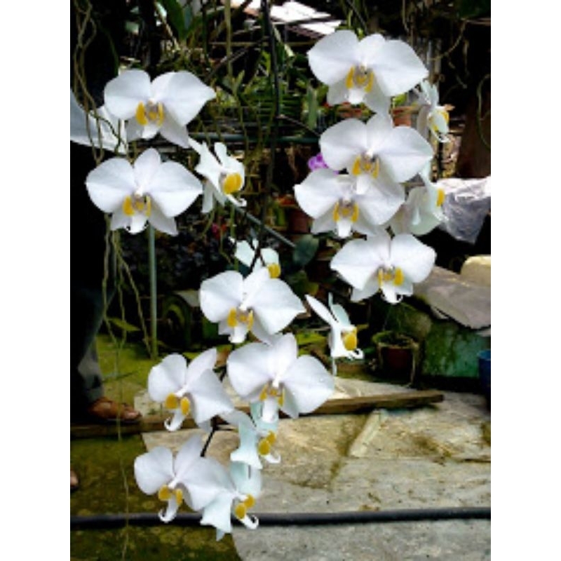 phalaenopsis amabilis(borneo orkid) | Shopee Malaysia