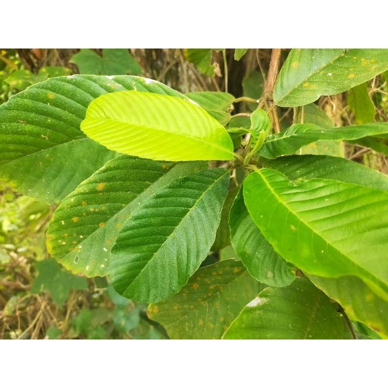 Mempelas (Batu Karang) | Shopee Malaysia