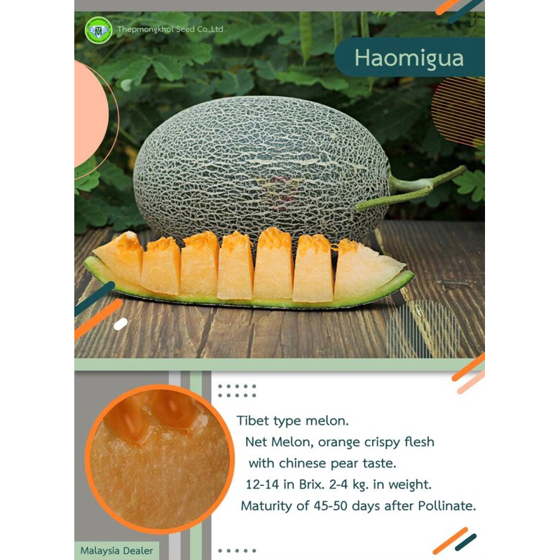 Premium Rock Melon Haomigua ( F1 Hybrid Seeds) | Shopee Malaysia