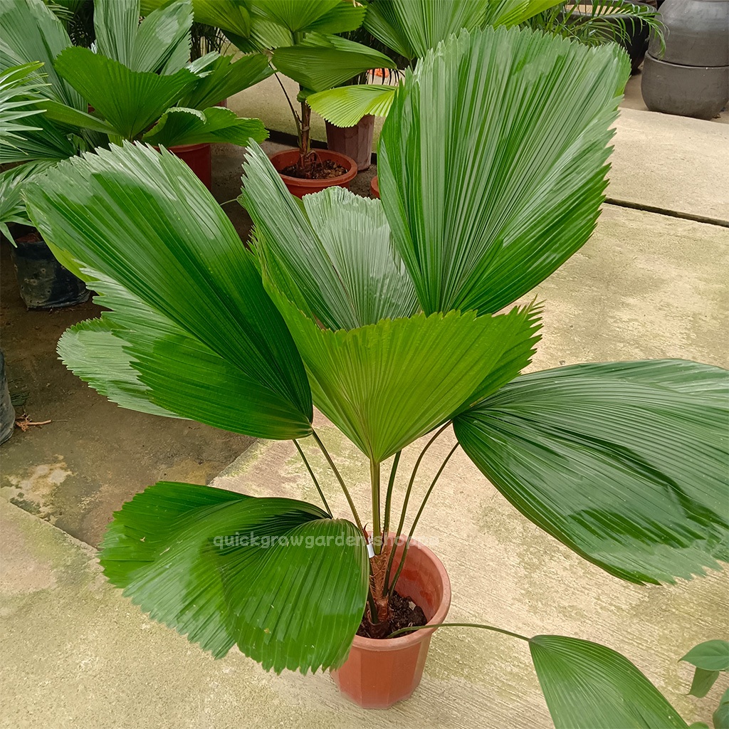 Licuala grandis 圆叶刺轴榈 | Pokok Palas | Real Live Plant | Shopee Malaysia