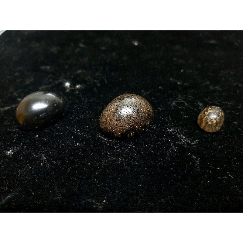 Rare Nibong Fossil (G16) Permata Belian (R32) Permata Nibong Tunggal ...