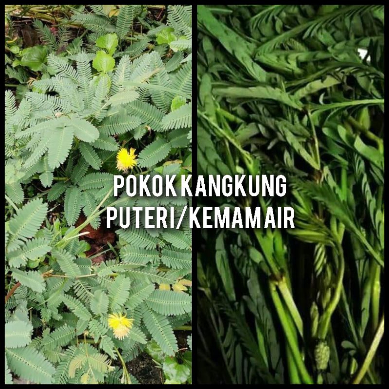 pokok kangkung puteri/kemam air | Shopee Malaysia
